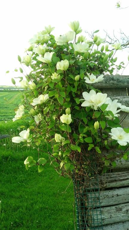 Miscouche Lovely Green Gable Home المظهر الخارجي الصورة